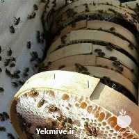 فروش عسل طبیعی ملکان در مراغه در گروه عسل شیره و فرآورده ی مربا - طبیعی گون کوهی آویشن در یکمیوه