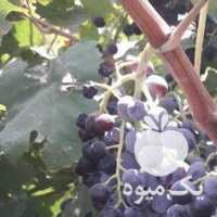 فروش انگور قرمز 500 کیلو در قزوین در گروه خرید فروش عمده انگور - یاقوتی شانی عسگری بی دانه قرمز در یکمیوه