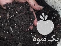 فروش کمپوست ترکیبی کیسه ای در ساری در گروه خرید فروش نهال - انواع گردو پسته بادام سلطانی انگور در یکمیوه -عکس1