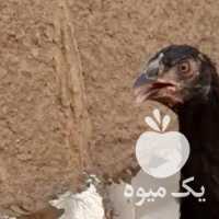 فروش جوجه لاری گنجه پر کن در تهران در گروه مرغ و خروس و بوقلمون و اردک قو قاز در یکمیوه