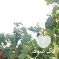 فروش انگور بی دانه سفید و قرمز در قزوین در گروه خرید فروش عمده انگور - یاقوتی شانی عسگری بی دانه قرمز در یکمیوه