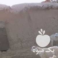 فروش 60 راس گوسفند ومیش  بافت دشتاب در تهران در گروه گاو و گوسفند و میش و بز کهره گوساله سمینتال در یکمیوه