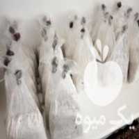 فروش بذر قارچ های خوراکی و دارویی در تهران در گروه خرید فروش بذر - انواع محصول کشاورزی گوجه کتان میوه درخت در یکمیوه