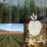 فروش نهال پسته امریکایی در اصفهان در گروه خرید فروش نهال - انواع گردو پسته بادام سلطانی انگور در یکمیوه