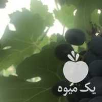 فروش انگور در شیراز در گروه خرید فروش عمده انگور - یاقوتی شانی عسگری بی دانه قرمز در یکمیوه