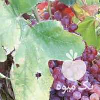 فروش انگور بی دانه به صورت عمده شهر شال در قزوین در گروه خرید فروش عمده انگور - یاقوتی شانی عسگری بی دانه قرمز در یکمیوه