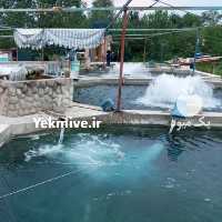 فروش بچه ماهی تریپلوئید در ماسال در گروه انواع ماهی - سالمون شیر کپور قرمز شوریده سفید گوپی مرکب در یکمیوه