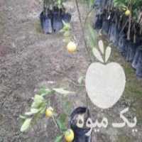 فروش عرضه قلم باردار مرکبات نارنگی ژاپنی و محلی گلدانی در ساری در گروه خرید فروش عمده نارنگی - ژاپنی بندر فروش عمده محصولات در یکمیوه