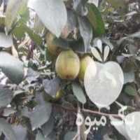 فروش نهالستان سید در گتاب در گروه خرید فروش نهال - انواع گردو پسته بادام سلطانی انگور در یکمیوه