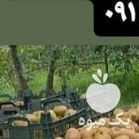 فروش عمده کیوی در گیلان در تهران در گروه خرید فروش عمده کیوی - صادراتی مازندران تنکابن تالش در یکمیوه