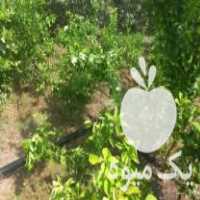 فروش نهال لیمو و پرتقال محلی در دهبارز در گروه خرید فروش نهال - انواع گردو پسته بادام سلطانی انگور در یکمیوه