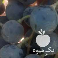فروش انگور سیاه در قزوین در گروه خرید فروش عمده انگور - یاقوتی شانی عسگری بی دانه قرمز در یکمیوه