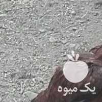 فروش مرغ وخروس اصل در ارومیه در گروه مرغ و خروس و بوقلمون و اردک قو قاز در یکمیوه