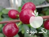 فروش تعدادی نهال قهوه در اندازه های مختلف در تهران در گروه خرید فروش نهال - انواع گردو پسته بادام سلطانی انگور در یکمیوه -عکس1