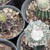 فروش بذر کاکتوس استریاس در مراغه در گروه خرید فروش بذر - انواع محصول کشاورزی گوجه کتان میوه درخت در یکمیوه