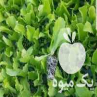 فروش نشا کاهو کلم گل کلم در دزفول در گروه خرید فروش عمده کاهو - رسمی پیچ سالادی فرانسوی چینی قرمز در یکمیوه