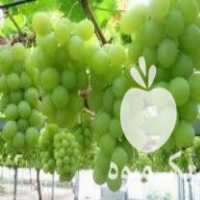 فروش درخت دوساله انگور نژاد لعل صادراتی گلدانی در ساری در گروه خرید فروش نهال - انواع گردو پسته بادام سلطانی انگور در یکمیوه