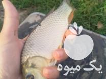 فروش انواع بچه ماهی گوشتی گرم کپور وامور در ملایر در گروه ماهی کپور - ماهیان معمولی علف خوار پرورشی خرید و فروش در یکمیوه -عکس1