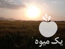 فروش بذر جو واکسیما آبی در همدان در گروه خرید فروش بذر - انواع محصول کشاورزی گوجه کتان میوه درخت در یکمیوه -عکس1