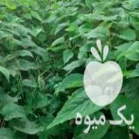 فروش نهال کیوی هایواردطلای مهران در لیسار در گروه خرید فروش نهال - انواع گردو پسته بادام سلطانی انگور در یکمیوه