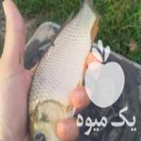فروش انواع بچه ماهی گوشتی گرم کپور وامور در ملایر در گروه ماهی کپور - ماهیان معمولی علف خوار پرورشی خرید و فروش در یکمیوه