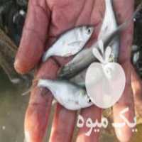 فروش بچه ماهی کپور آمورفیتوفاک بیگهدخاویار غذای ماهی باارسال در تهران در گروه ماهی کپور - ماهیان معمولی علف خوار پرورشی خرید و فروش در یکمیوه