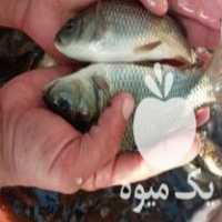 فروش بچه ماهی کپور طلایی اصلاح شده تاتار ضریب رشد بالا در تبریز در گروه ماهی کپور - ماهیان معمولی علف خوار پرورشی خرید و فروش در یکمیوه