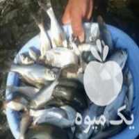 فروش بچه ماهی با نژاد و قیمت خوب و غذای ماهی ارسال به تمام ایران در قزوین در گروه ماهی کپور - ماهیان معمولی علف خوار پرورشی خرید و فروش در یکمیوه