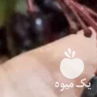 فروش زرشک کوهی تازه جهت آبگیری در تهران در گروه خرید فروش عمده ازگیل و تمشک و زرشک - ژاپنی فروش مستقیم در یکمیوه