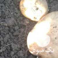 فروش سیب زمینی سانتا در کرمانشاه در گروه خرید فروش عمده سیب زمینی - زودرس دیررس آگریا اسپریت اردبیل همدان در یکمیوه