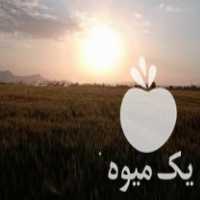 فروش بذر جو واکسیما آبی در همدان در گروه خرید فروش بذر - انواع محصول کشاورزی گوجه کتان میوه درخت در یکمیوه