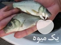 فروش بهترین نژاد بچه ماهی و غذای ماهی ارسال به تمام ایران در رشت در گروه ماهی کپور - ماهیان معمولی علف خوار پرورشی خرید و فروش در یکمیوه -عکس1