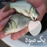 فروش بهترین نژاد بچه ماهی و غذای ماهی ارسال به تمام ایران در رشت در گروه ماهی کپور - ماهیان معمولی علف خوار پرورشی خرید و فروش در یکمیوه