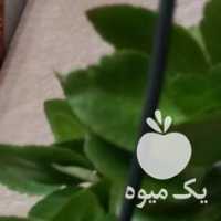 فروش گل های قاشقی کاکتوس خیاری آلوورا و ناز در قزوین در گروه خرید فروش عمده گیاهان زینتی - گرمسیری آپارتمانی باغچه آب در یکمیوه