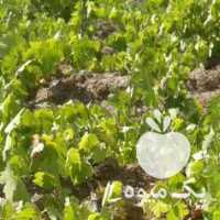 فروش انگور عسگری اورگانیک در قزوین در گروه خرید فروش عمده انگور - یاقوتی شانی عسگری بی دانه قرمز در یکمیوه