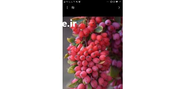 فروش زرشک تازه قاینات در قائن در گروه خرید فروش عمده ازگیل و تمشک و زرشک - ژاپنی فروش مستقیم در یکمیوه -عکس1