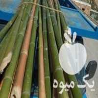 آگهی مشابه فروش چوب گردو زنی در شیروان در گروه خرید فروش عمده چوب- زغال چوب گردو تبریزی خام در یکمیوه