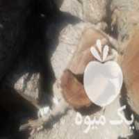 فروش چوب گردو خشک کبریتی در مشهد در گروه خرید فروش عمده چوب- زغال چوب گردو تبریزی خام در یکمیوه