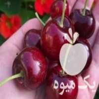 فروش انواع نهال گردو در تهران در گروه خرید فروش نهال - انواع گردو پسته بادام سلطانی انگور در یکمیوه