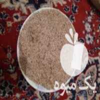 فروش بذر کاهو با کیفیت در ساری در گروه خرید فروش عمده کاهو - رسمی پیچ سالادی فرانسوی چینی قرمز در یکمیوه