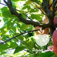 فروش اجاره باغ سیب قرمز ارگانیک در روستای جهتلو در ارومیه در گروه خرید فروش عمده سیب - زرد و قرمز گلاب پاییزه در یکمیوه