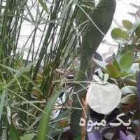 فروش کاکتوس گندمی مرداب قاشقی و   در تهران در گروه خرید فروش عمده گیاهان زینتی - گرمسیری آپارتمانی باغچه آب در یکمیوه