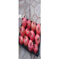 فروش انار رُباب صادراتی در مشهد در گروه خرید فروش عمده انار - ساوه شیراز شیرین ترش در یکمیوه