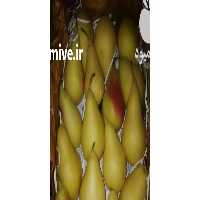 بارفروشی فرشاد صادقی در اهواز در گروه باغدار - باغداری نگهدار کشاورز باغبان در یکمیوه