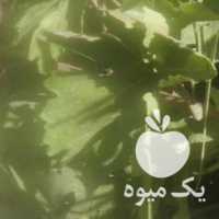 فروش انگور شانی کردستان در همدان در گروه خرید فروش عمده انگور - یاقوتی شانی عسگری بی دانه قرمز در یکمیوه