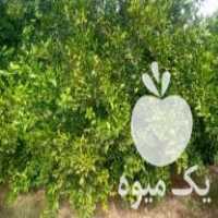 فروش نارنگی ژاپنی عالی در ساری در گروه خرید فروش عمده نارنگی - ژاپنی بندر فروش عمده محصولات در یکمیوه