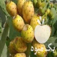 فروش نهال گلابی مالتا در آزادشهر در گروه خرید فروش نهال - انواع گردو پسته بادام سلطانی انگور در یکمیوه