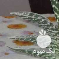 فروش گل آپارتمانی کاکتوس معاوضه با مرغ عشق در تهران در گروه خرید فروش عمده گیاهان زینتی - گرمسیری آپارتمانی باغچه آب در یکمیوه
