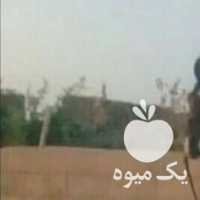 فروش اسب سیلمی عرب خالص ایرانی فقط برای کشش  نیست در اصفهان در گروه خرید فروش نشا - انواع گوجه برنج کاهو پیاز کاری فرنگی در یکمیوه