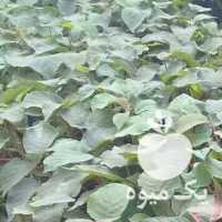 فروش نهال کیوی در آستارا در گروه خرید فروش نهال - انواع گردو پسته بادام سلطانی انگور در یکمیوه